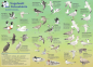 Preview: Vogelwelt der Ostseeküste