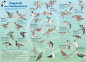 Preview: Vogelwelt der Nordseeküste