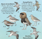 Preview: Vogelwelt der Ostseeküste