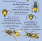 Preview: Wildbienen und Wespen