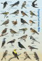 Preview: Vogelzug und Zugvögel