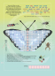 Preview: Bunte Schmetterlinge (Sticker-Buch)
