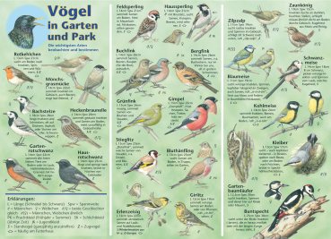 Vögel in Garten und Park