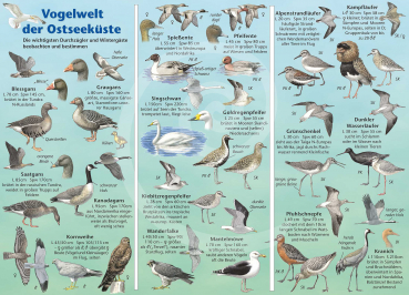 Vogelwelt der Ostseeküste