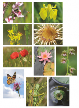 6 Postkarten mit Blumenmotiven