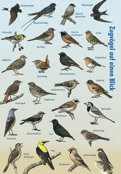 Vogelzug und Zugvögel