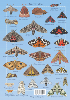 Bunte Schmetterlinge (Sticker-Buch)