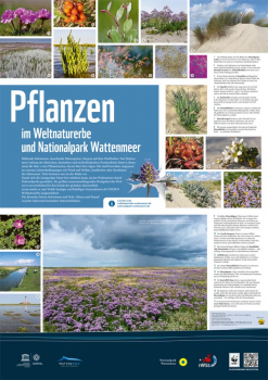 WWF-Poster Pflanzen im Wattenmeer (ungefaltet)