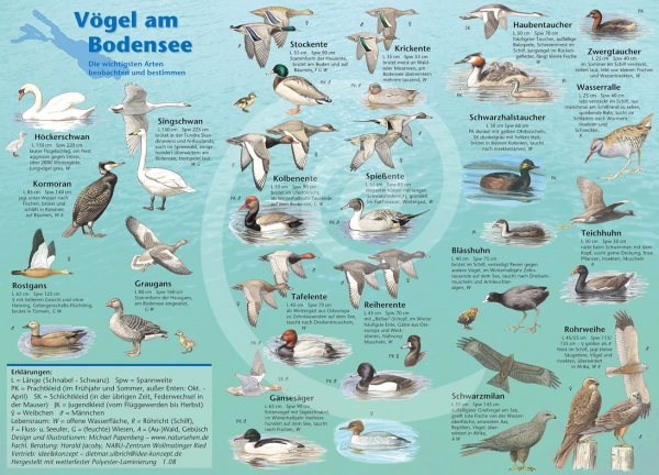 Vogelwelt am Bodensee