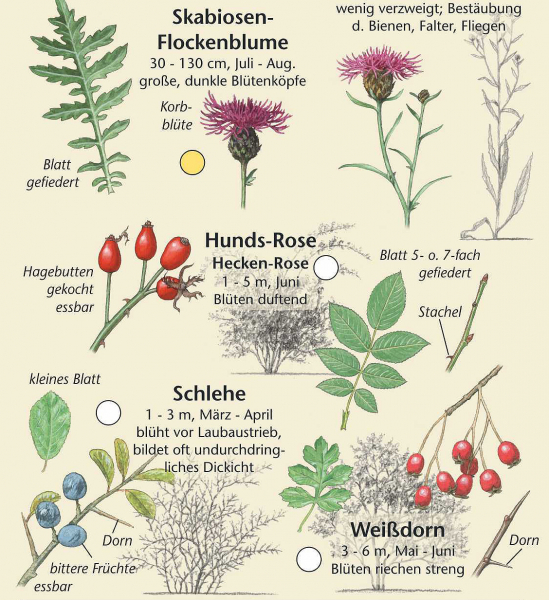 Pflanzen der Ostseeküste