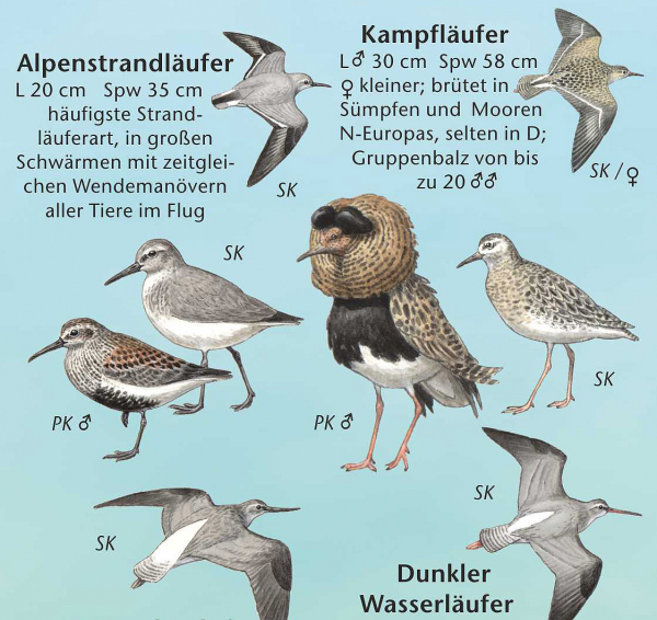 Vogelwelt der Ostseeküste