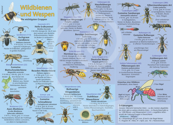 Wildbienen und Wespen