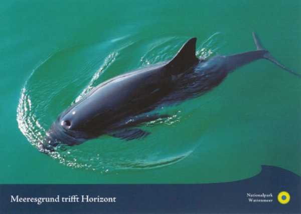 Schweinswal in der Nordsee, von oben fotografiert